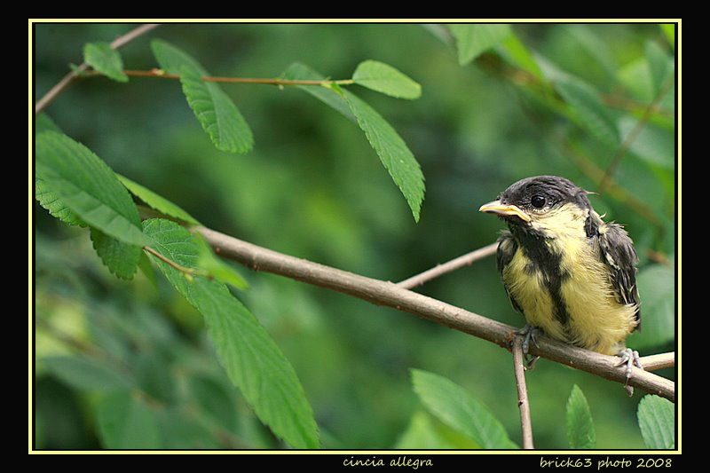 tenerezza di un'attesa...