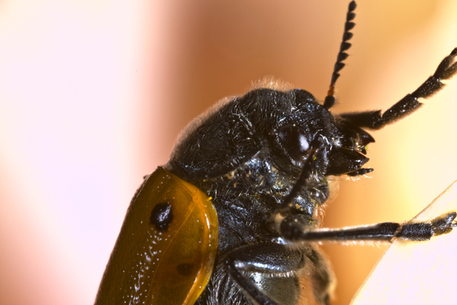 Ritratto di .......coleottero!