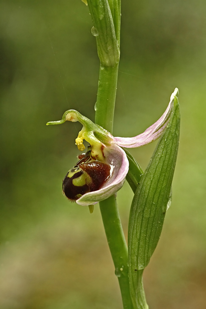 ophrys apifera sotto la pioggia