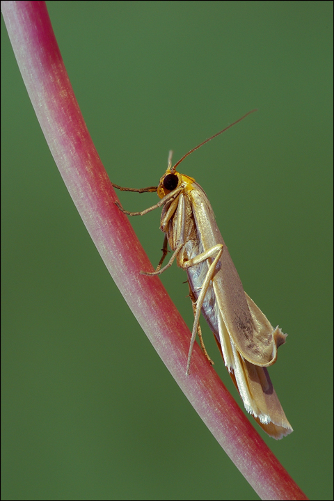 Falena