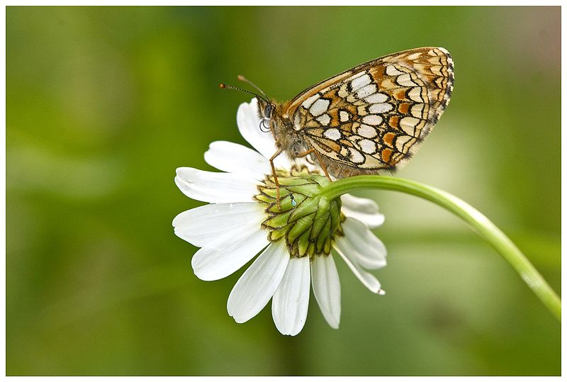 dietro al fiore con mosquito