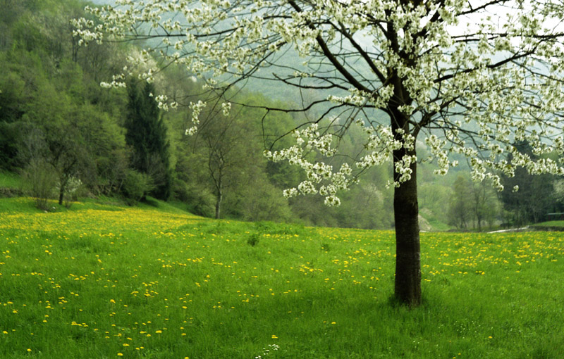 Un giorno mi sorprese la primavera...