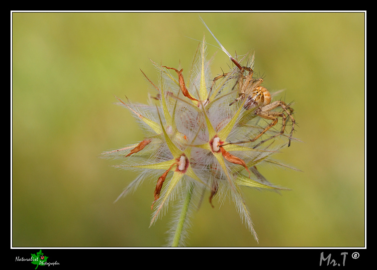 ...Ragno con missile...