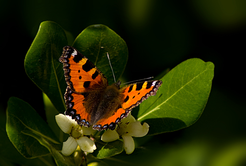 Venessa delle ortiche