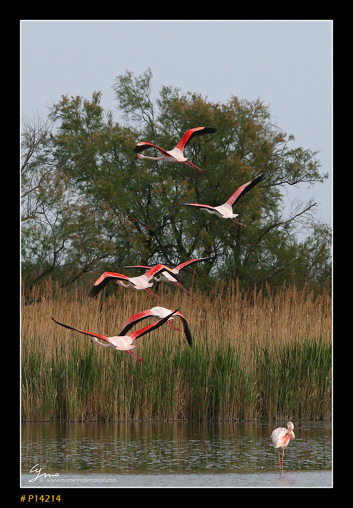 Camargue 2008 - L'abbandono