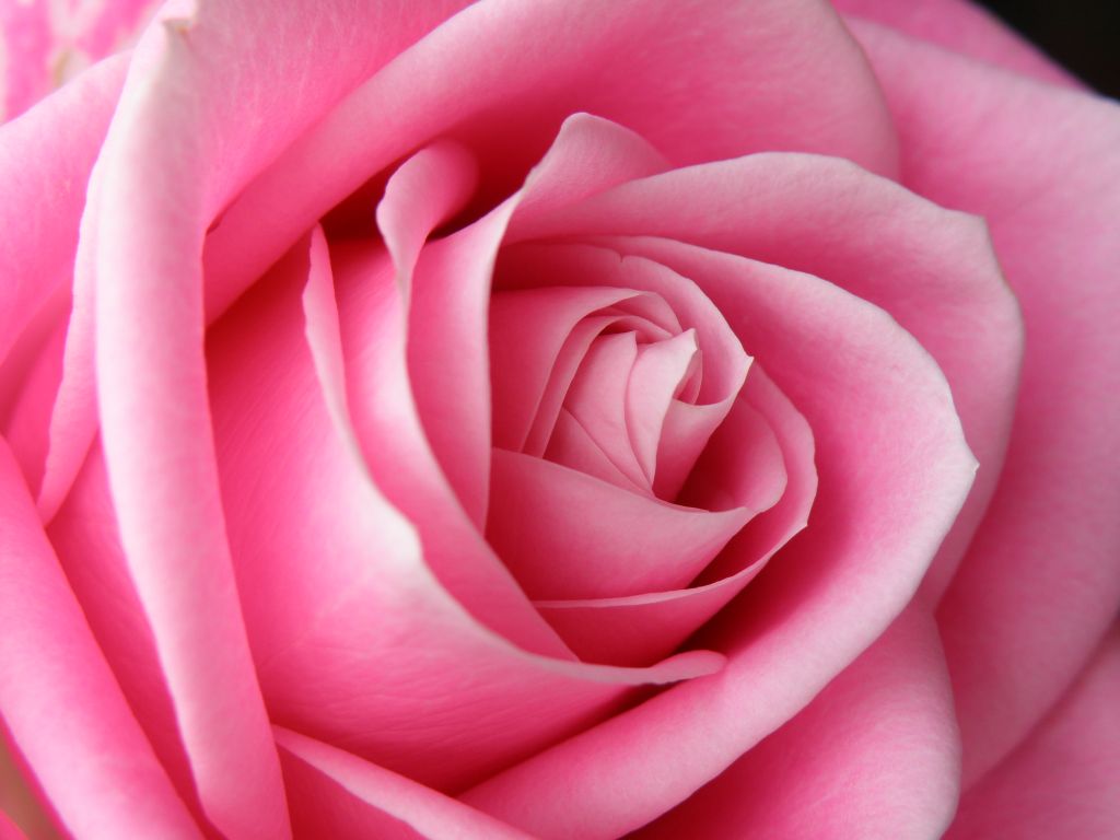 Una rosa