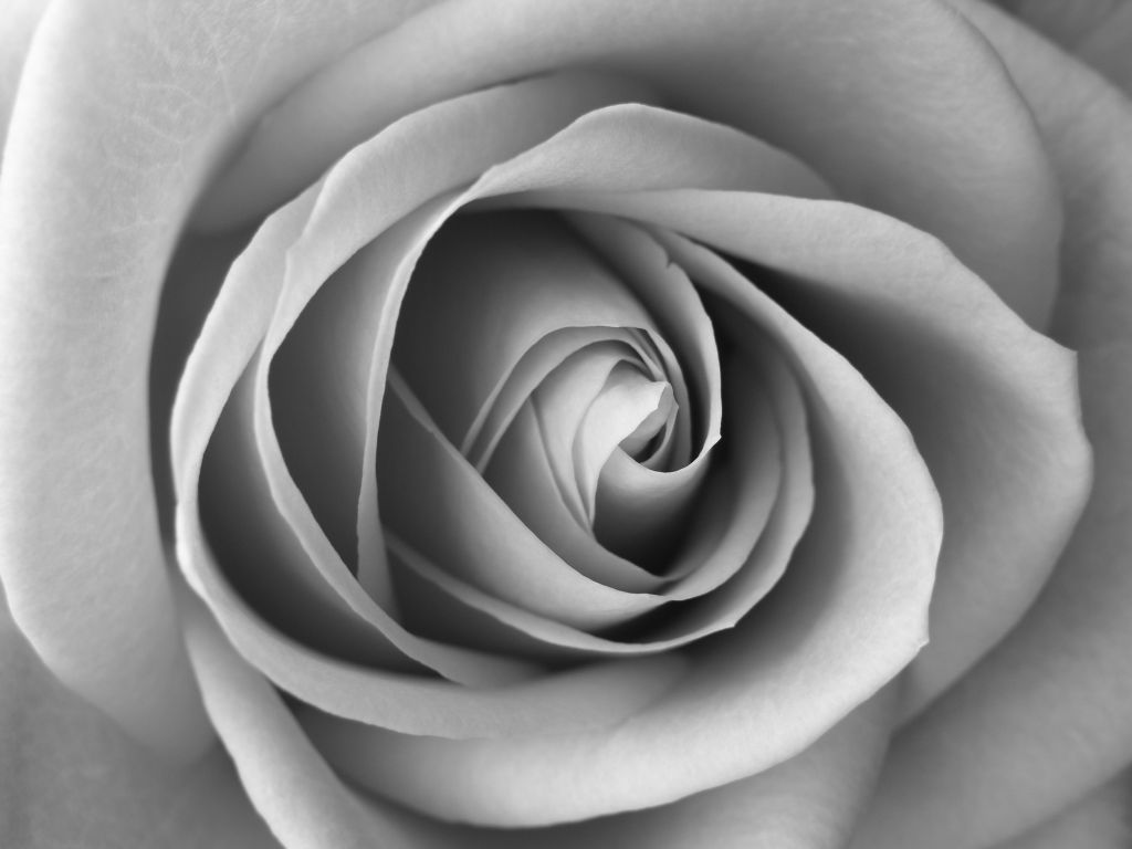 Una rosa in B/W