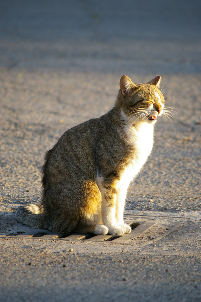 Mi viene da piangere!