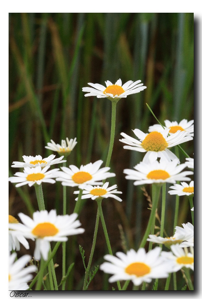 spicca tra le altre...