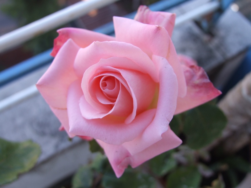 Una rosa
