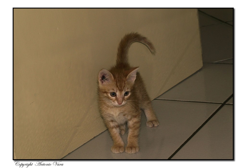 Vi presento Virgola....