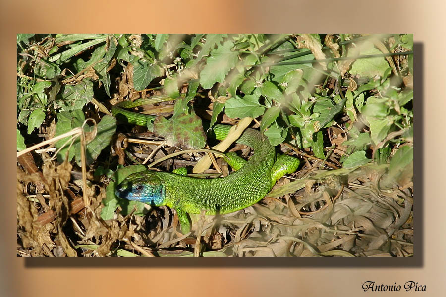 dedicata a Lucianolibe