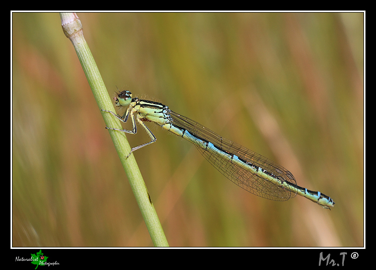 Coenagrion puella