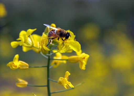 Bianca ape ronzi, ebbra di miele, nella mia anima e ti pieghi in lente spirali di fumo.