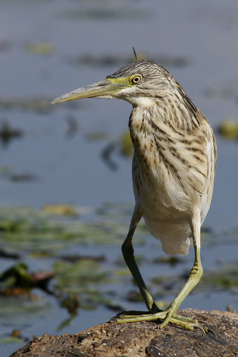 Renzo-Sgarza ciufetto