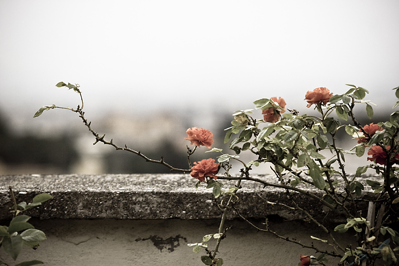 rosa � un'altra cosa...