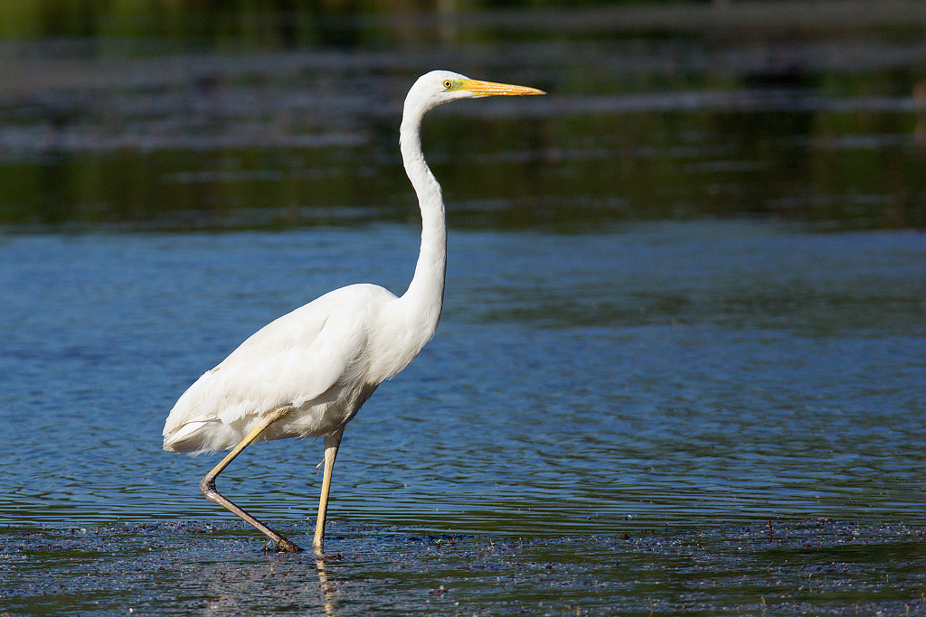 Airone Bianco Maggiore