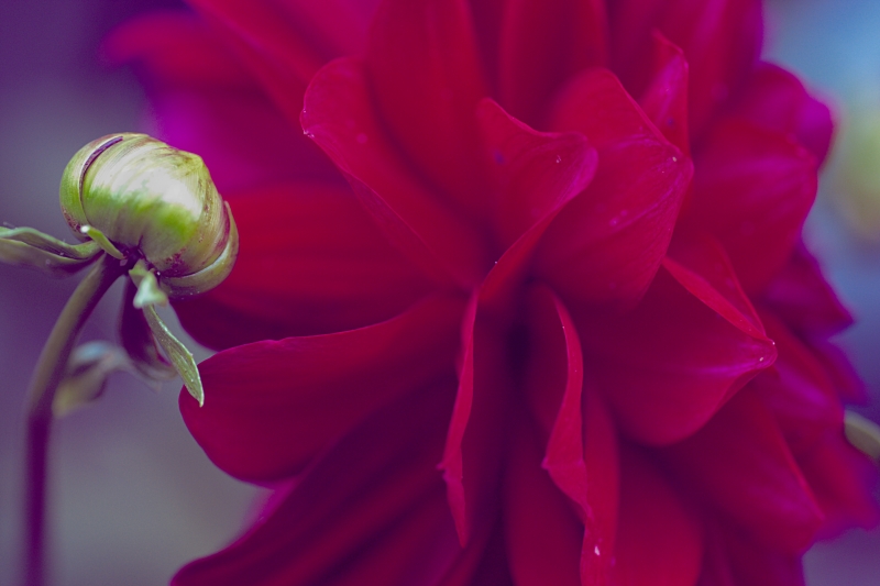 Rosso Di Separazione