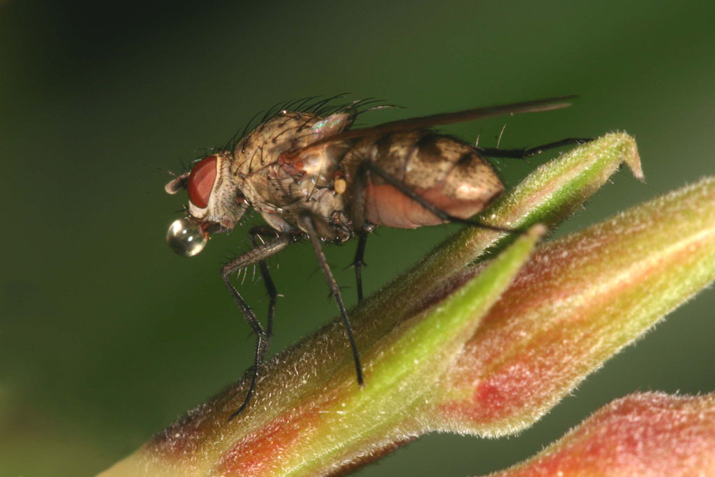 mosca accaldata
