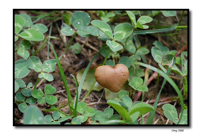 Un amore di fungo