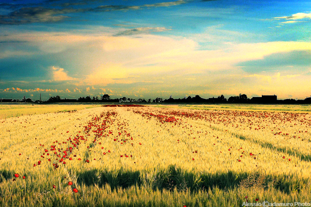 Paesaggio di campagna