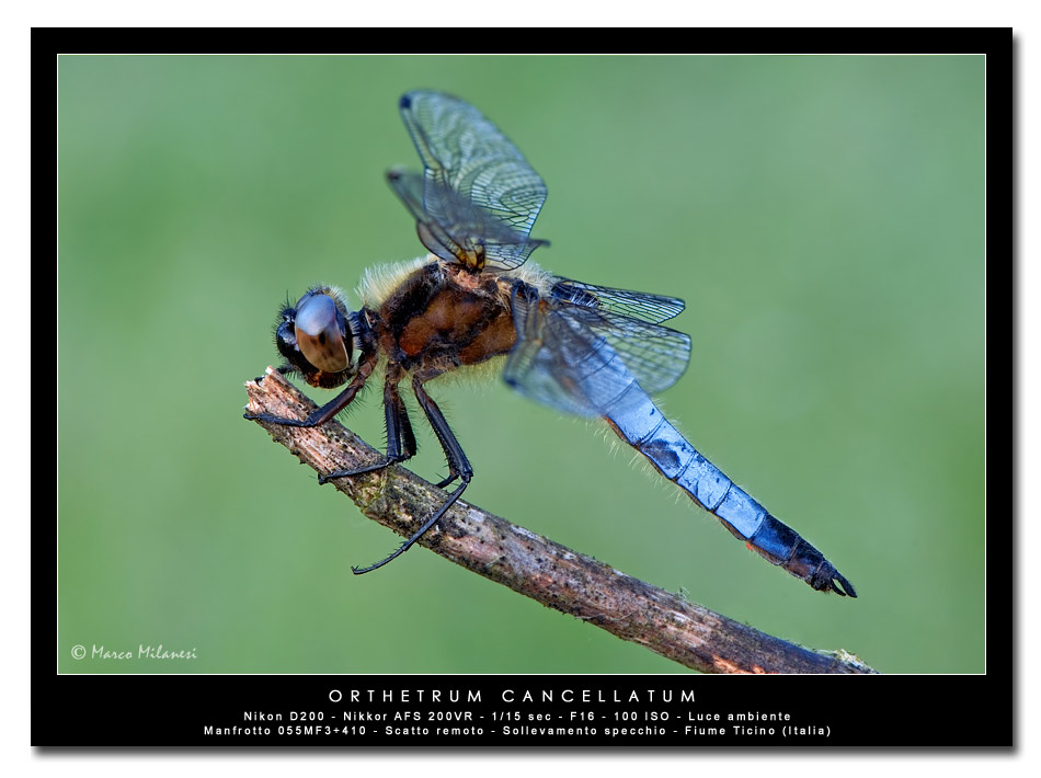 Orthetrum cancellatum