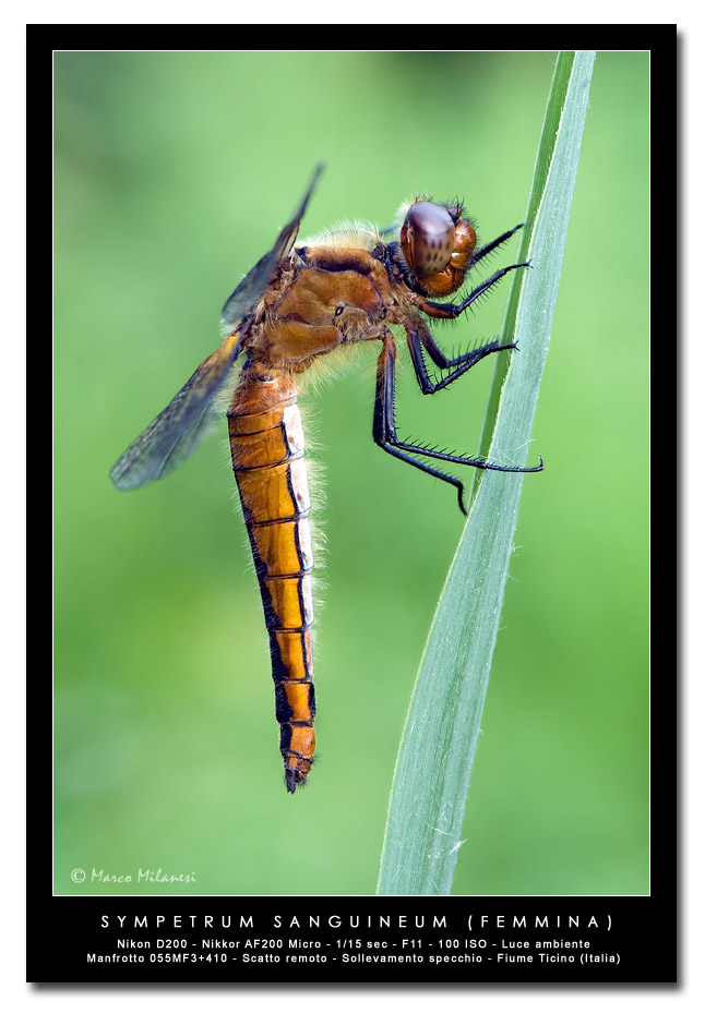 Orthetrum cancellatum Femmina