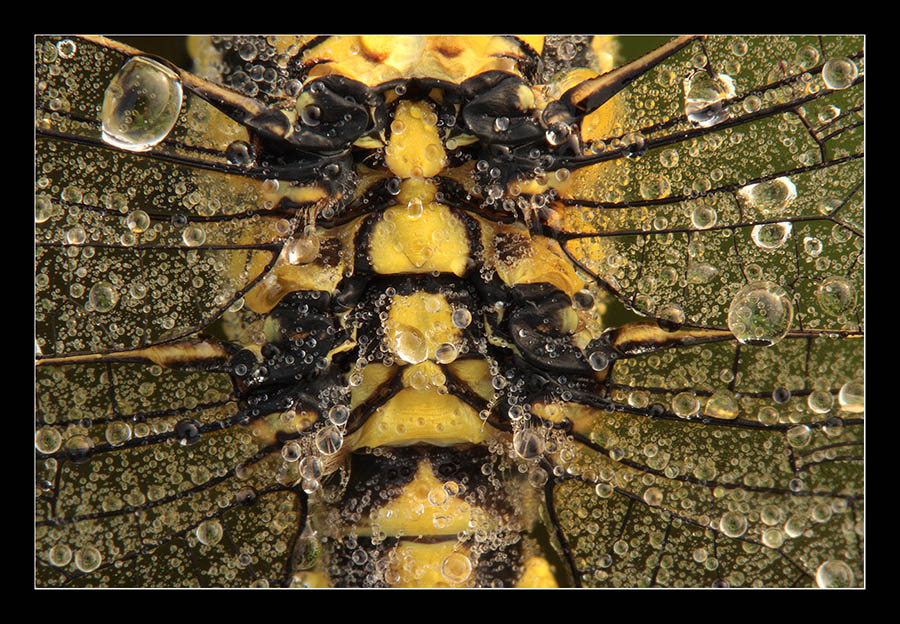 Libellula- dettaglio