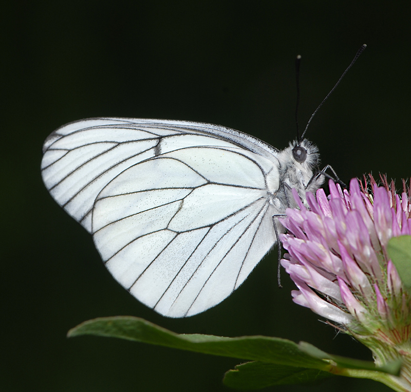 Pieride del biancospino 1