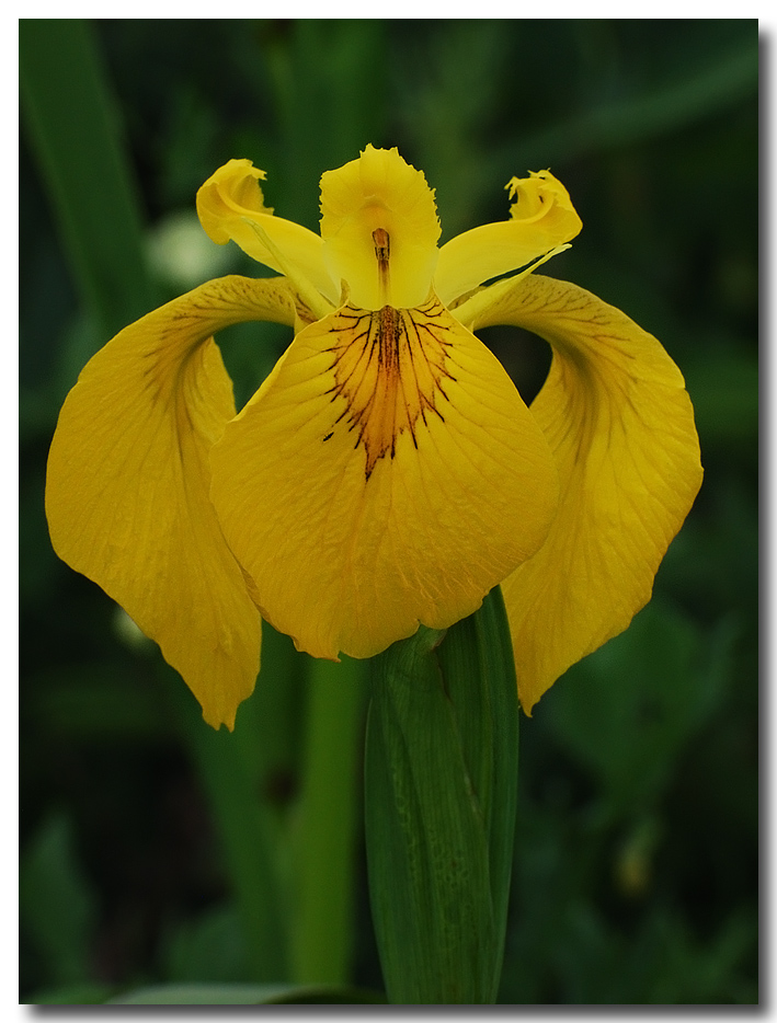 iris pseudacorus