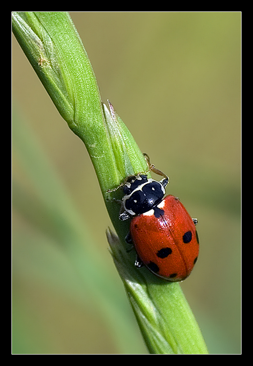 Coccinella