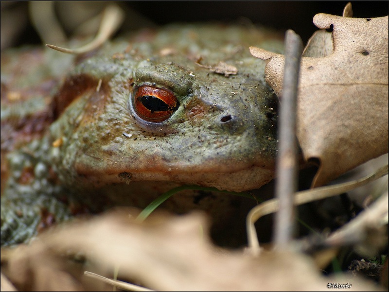 bufo-bufo