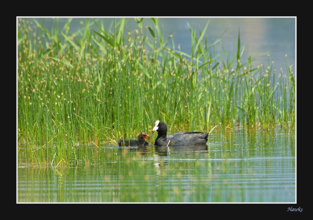 Il pranzo � servito