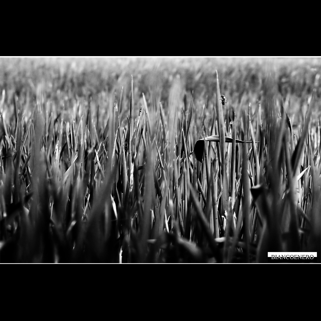 ::: TRA TANTI FILI D'ERBA :::