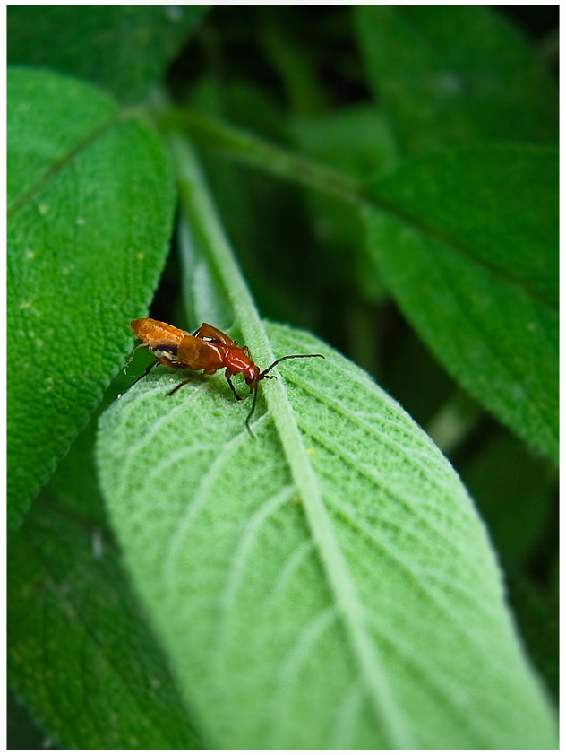 Il profumo della salvia
