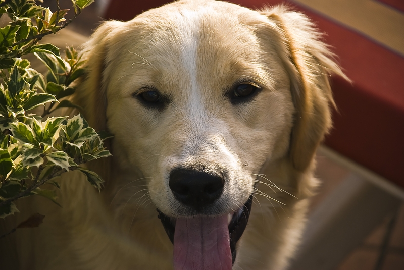 Gregorio in terrazza