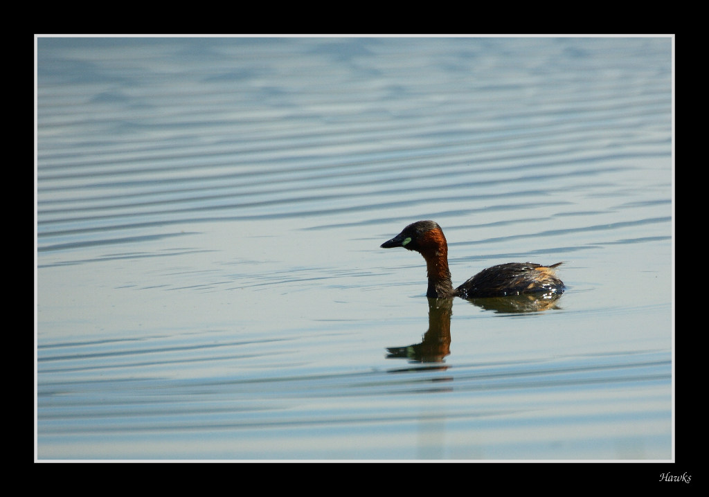 Quasi quasi un tuffetto