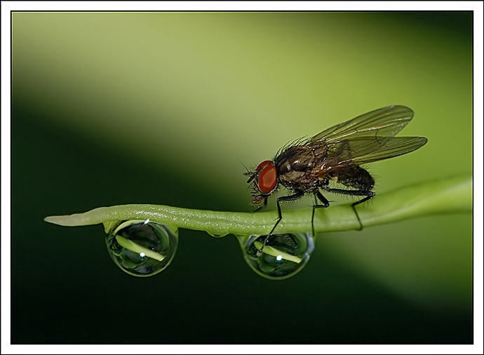Due gocce in compagnia