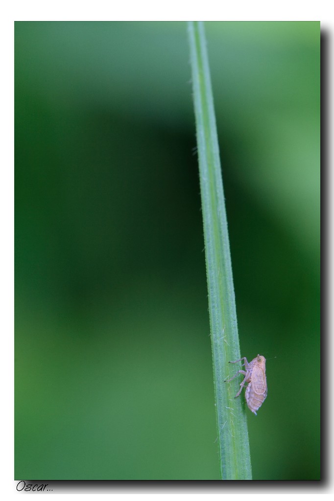 chiss� cosa c'� lass�...