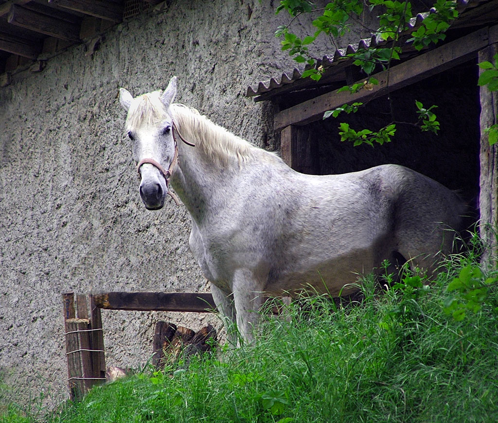cavallo