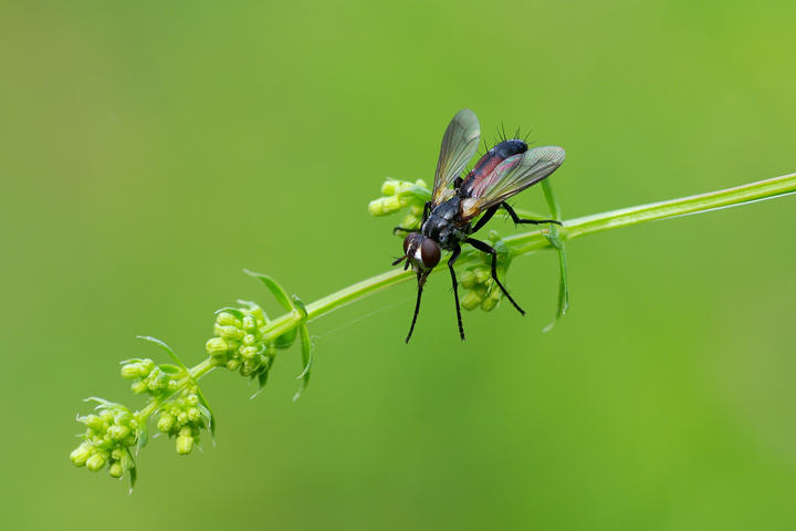 Cylindromya brassicaria