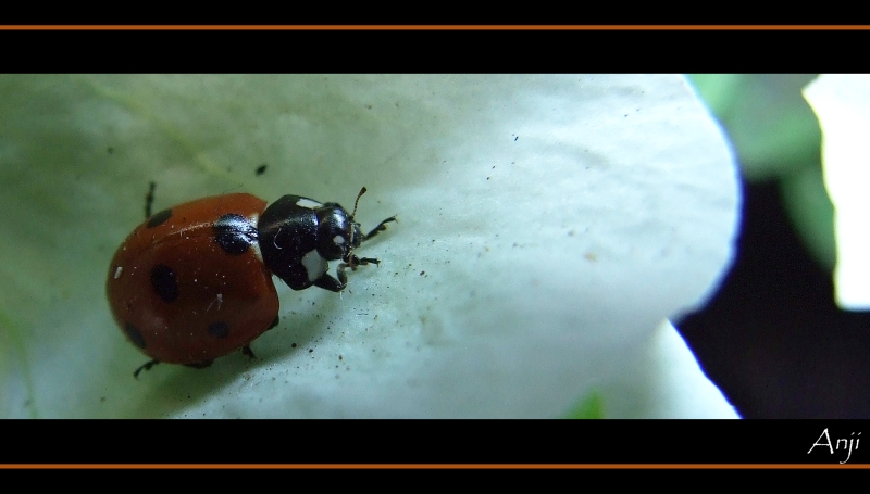 coccinella