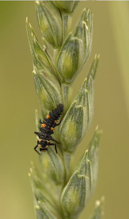 Larva di coccinella
