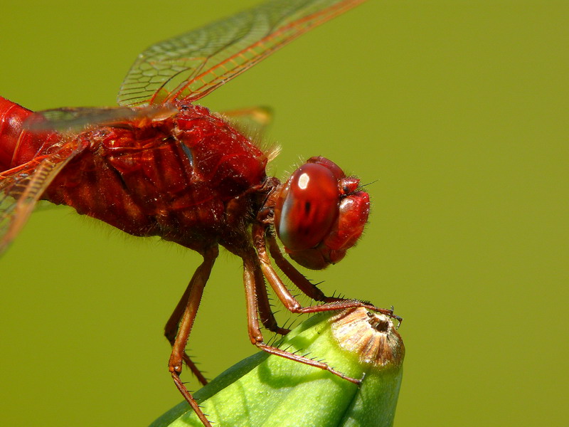 Red Dragonfly - primo piano