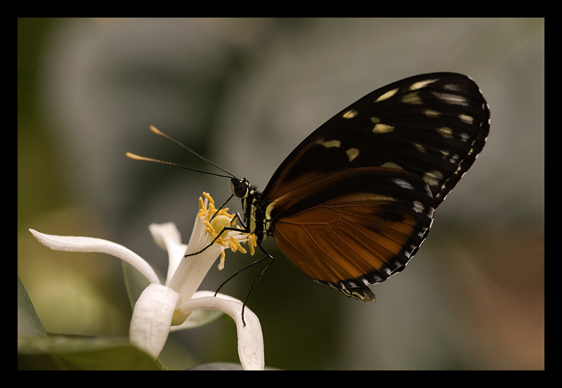 Farfalla - 1� tentativo