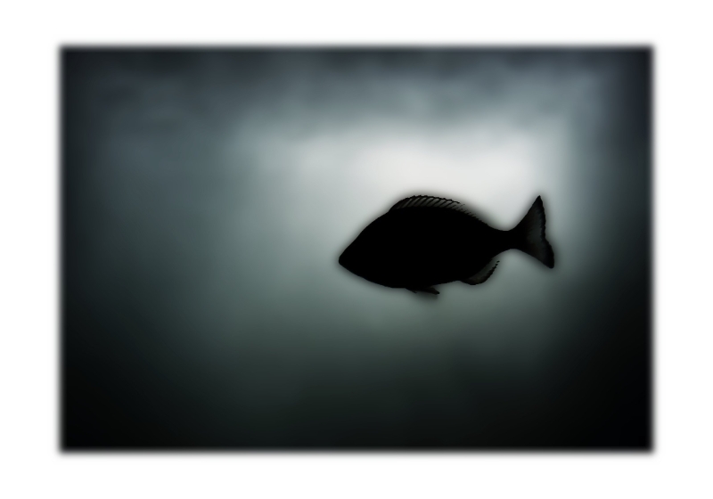 E' Davvero Libero Il Pesce?