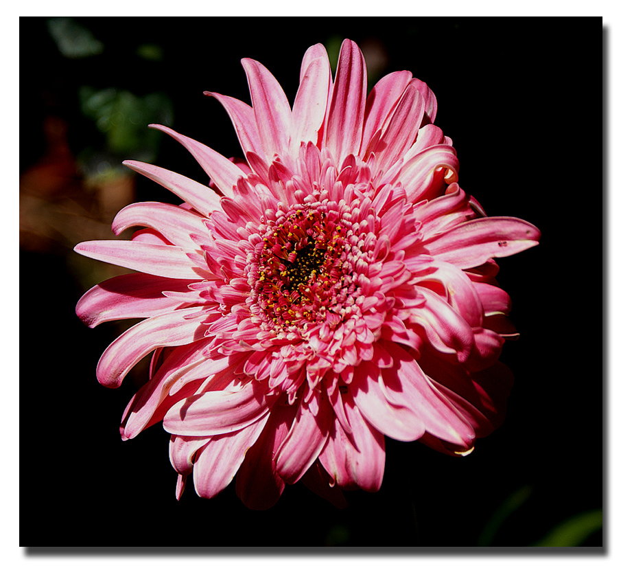Gerbera