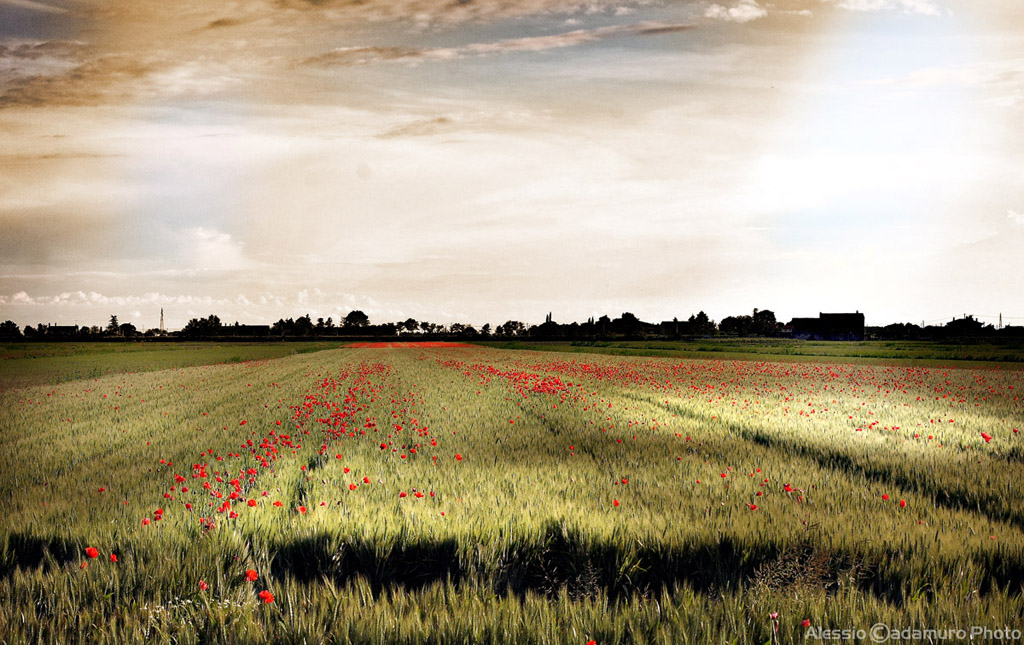 Luce sui papaveri