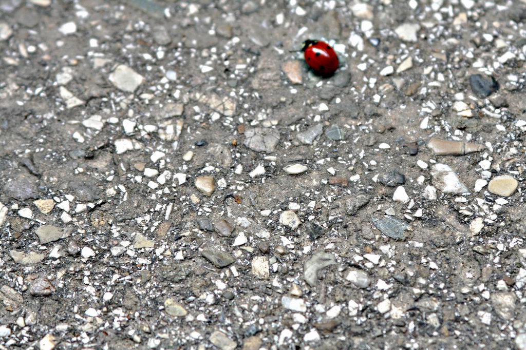 Coccinella