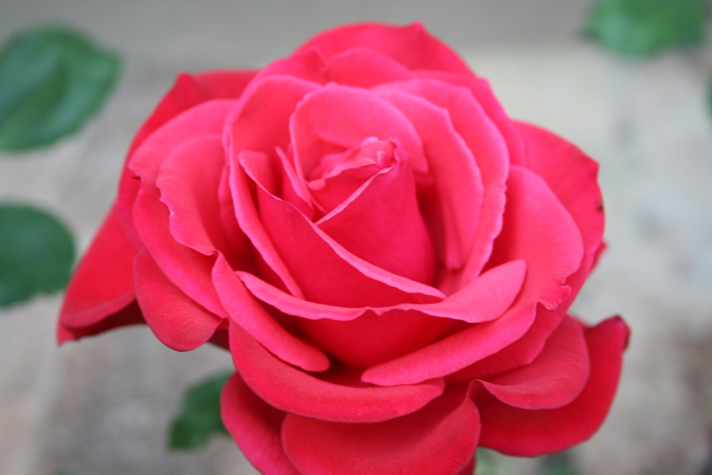 rosa 03